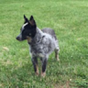 Meet your Posher, Don